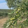 5 Coratina Olive Tree Starter Plugs - Olea europaea 'Coratina' Live Plants - Image 1