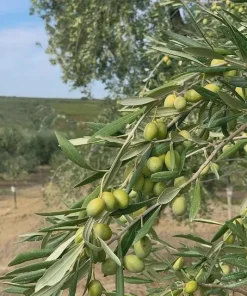 5 Coratina Olive Tree Starter Plugs - Olea europaea 'Coratina' Live Plants - Image 1