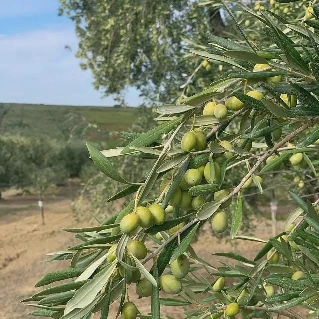 5 Coratina Olive Tree Starter Plugs - Olea europaea 'Coratina' Live Plants - Image 1