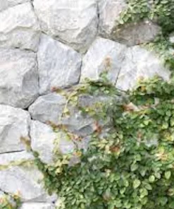 5 Creeping Fig Live Plants (Ficus pumila) – Bare Root Starter Vine - Image 2