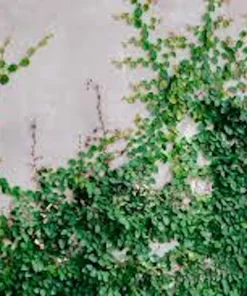 5 Creeping Fig Live Plants (Ficus pumila) – Bare Root Starter Vine - Image 3