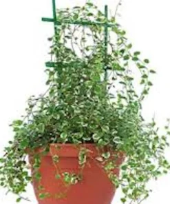 5 Creeping Fig Live Plants (Ficus pumila) – Bare Root Starter Vine - Image 4