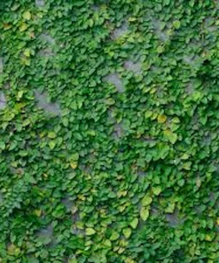 5 Creeping Fig Live Plants (Ficus pumila) – Bare Root Starter Vine - Image 1