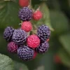 5 Cumberland Black Raspberry Plants - Rubus occidentalis - 2 Yr Old Live Fruit Plant - Image 1