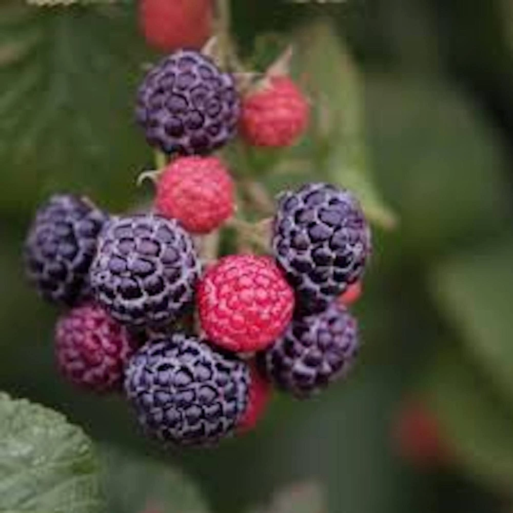 5 Cumberland Black Raspberry Plants - Rubus occidentalis - 2 Yr Old Live Fruit Plant - Image 1