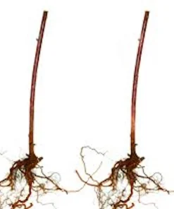 5 Cumberland Black Raspberry Plants - Rubus occidentalis - 2 Yr Old Live Fruit Plant - Image 2