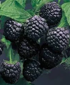 5 Cumberland Black Raspberry Plants - Rubus occidentalis - 2 Yr Old Live Fruit Plant - Image 4