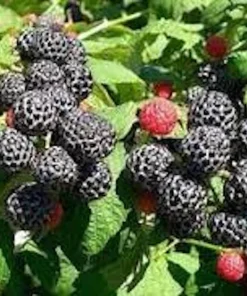 5 Cumberland Black Raspberry Plants - Rubus occidentalis - 2 Yr Old Live Fruit Plant - Image 5