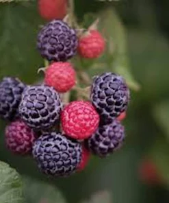 5 Cumberland Black Raspberry Plants - Rubus occidentalis - 2 Yr Old Live Fruit Plant - Image 7