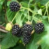 5 Darrow Blackberry Starter Plug - Rubus fruticosus Live Plant - Cold Hardy - Image 1