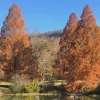 5 Dawn Redwood Trees 12-24" Tall - Live Metasequoia glyptostroboides Plant in Quart Pot - Image 1
