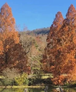 5 Dawn Redwood Trees 12-24