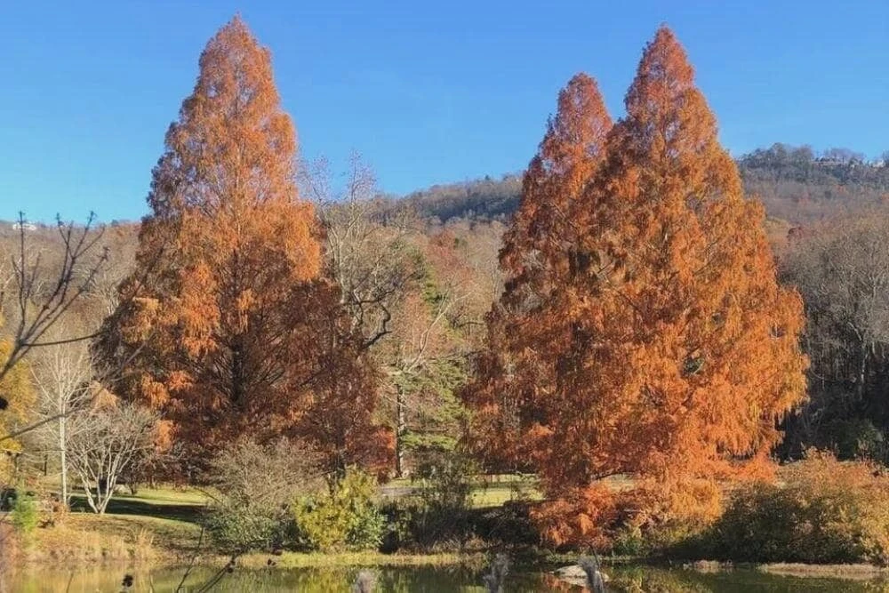 5 Dawn Redwood Trees 12-24" Tall - Live Metasequoia glyptostroboides Plant in Quart Pot - Image 1