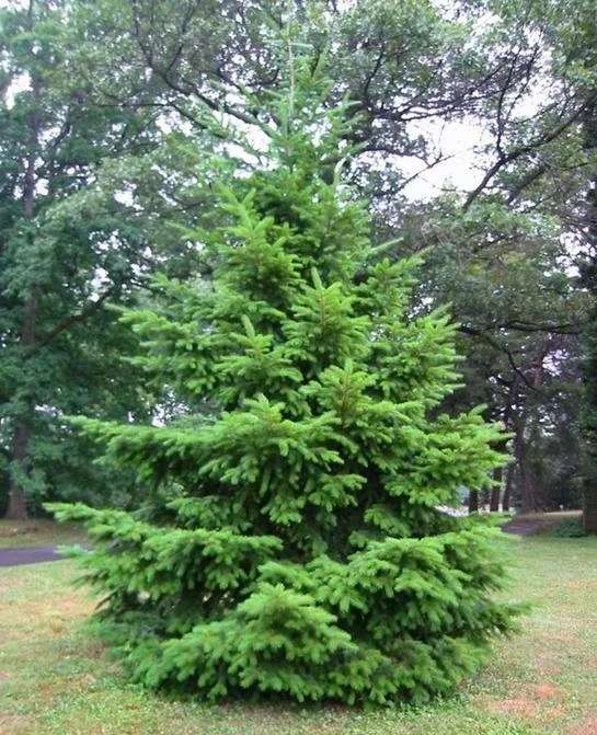5 Douglas Fir Pseudotsuga menziesii Starter Tree Bare Root - Outdoor Conifer - Image 2