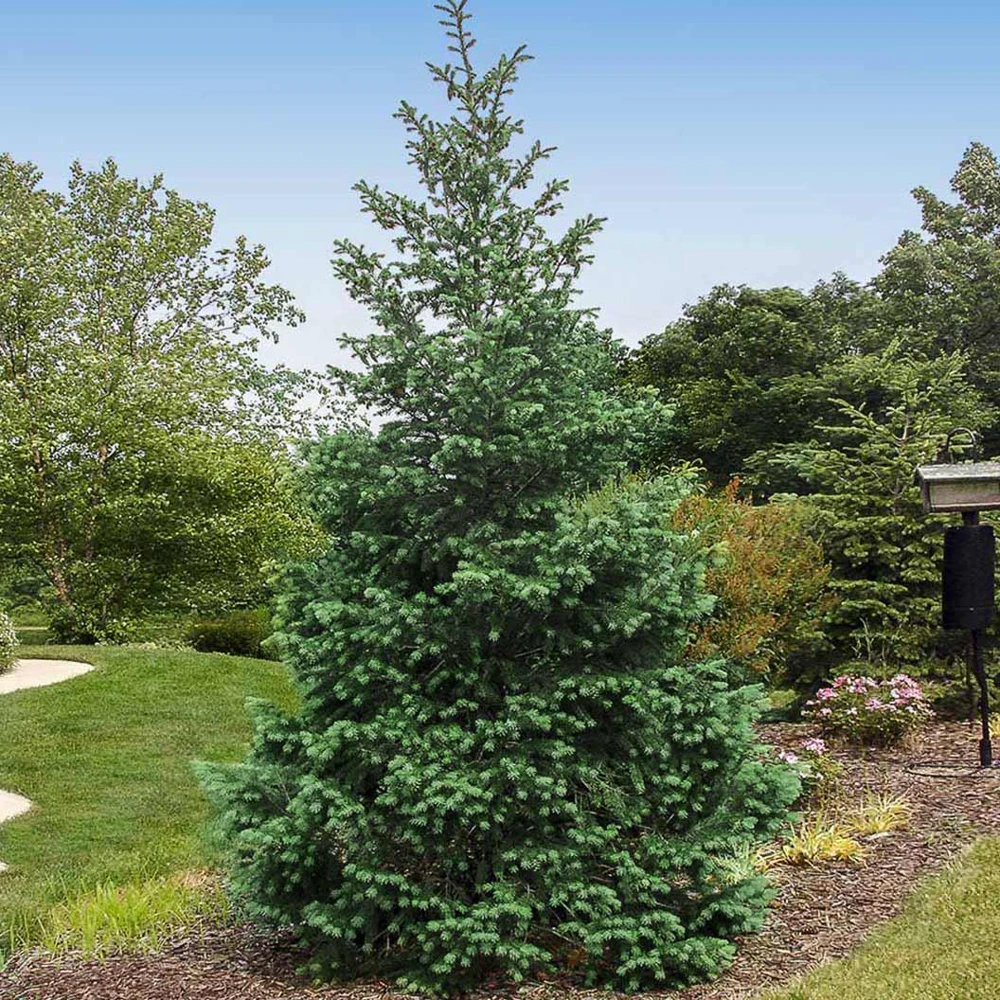 5 Douglas Fir Pseudotsuga menziesii Starter Tree Bare Root - Outdoor Conifer - Image 3