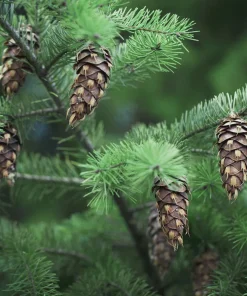 5 Douglas Fir Pseudotsuga menziesii Starter Tree Bare Root - Outdoor Conifer - Image 6