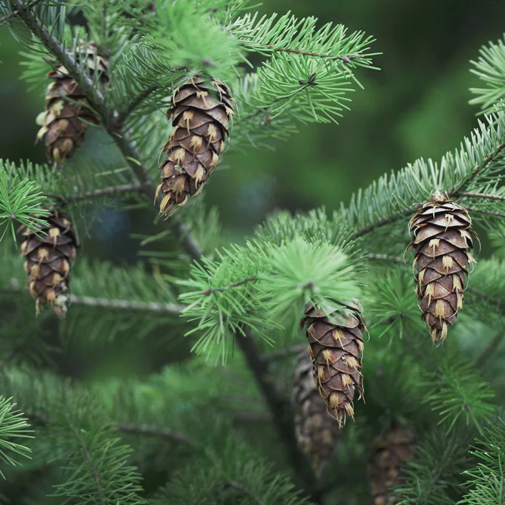 5 Douglas Fir Pseudotsuga menziesii Starter Tree Bare Root - Outdoor Conifer - Image 6