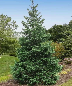 5 Douglas Fir Pseudotsuga menziesii Starter Tree Bare Root - Outdoor Conifer - Image 7
