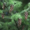 5 Douglas Fir Pseudotsuga menziesii Starter Tree Bare Root - Outdoor Conifer - Image 1