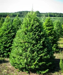 5 Douglas Fir Pseudotsuga menziesii Starter Tree Bare Root - Outdoor Conifer - Image 8