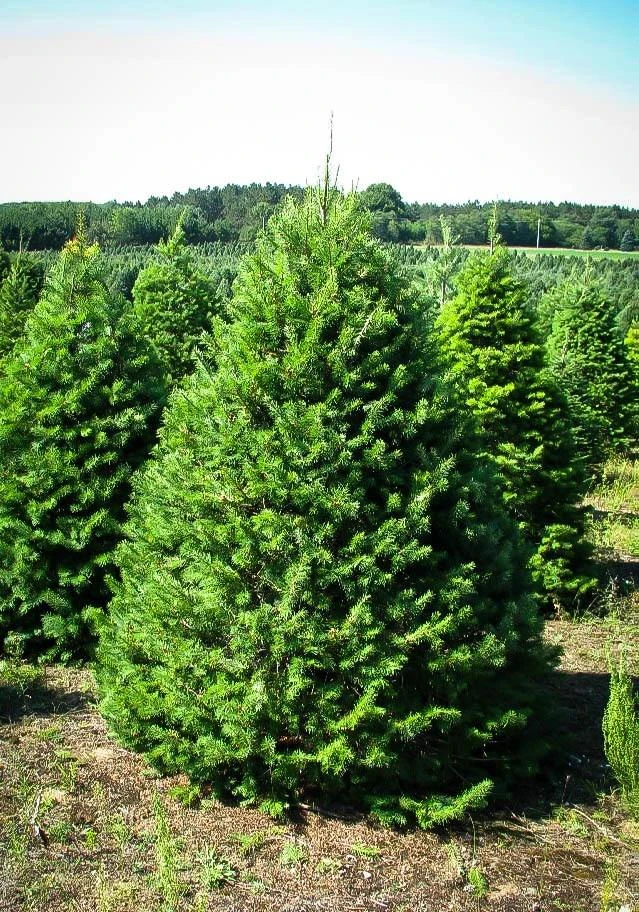5 Douglas Fir Pseudotsuga menziesii Starter Tree Bare Root - Outdoor Conifer - Image 8