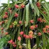 5 Dragon Fruit Plant Starter Plugs - Hylocereus Hybrid Live Plant - Tropical Fruit - Image 1