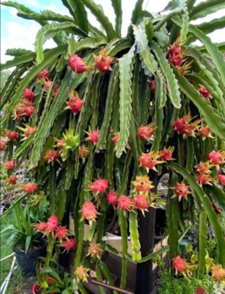 5 Dragon Fruit Plant Starter Plugs - Hylocereus Hybrid Live Plant - Tropical Fruit - Image 1
