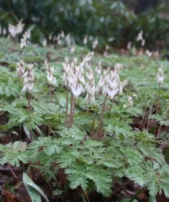 5 Dutchman's Breeches Bare Root Plants - Dicentra cucullaria - White Flowers - Image 3