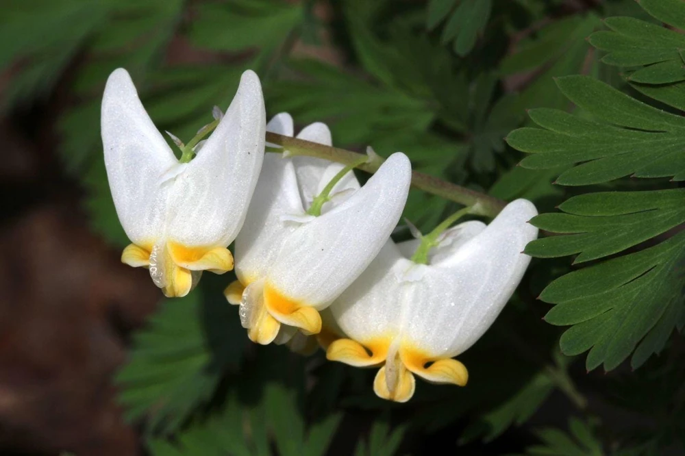 5 Dutchman's Breeches Bare Root Plants - Dicentra cucullaria - White Flowers - Image 1