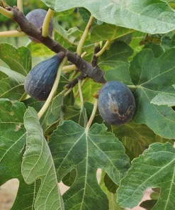 5 Dwarf Beer's Black Fig Tree Starter Plugs - Ficus carica Live Plants - Image 2