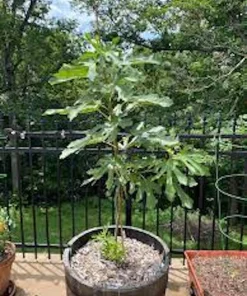 5 Dwarf Beer's Black Fig Tree Starter Plugs - Ficus carica Live Plants - Image 4