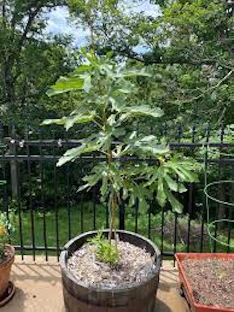 5 Dwarf Beer's Black Fig Tree Starter Plugs - Ficus carica Live Plants - Image 4
