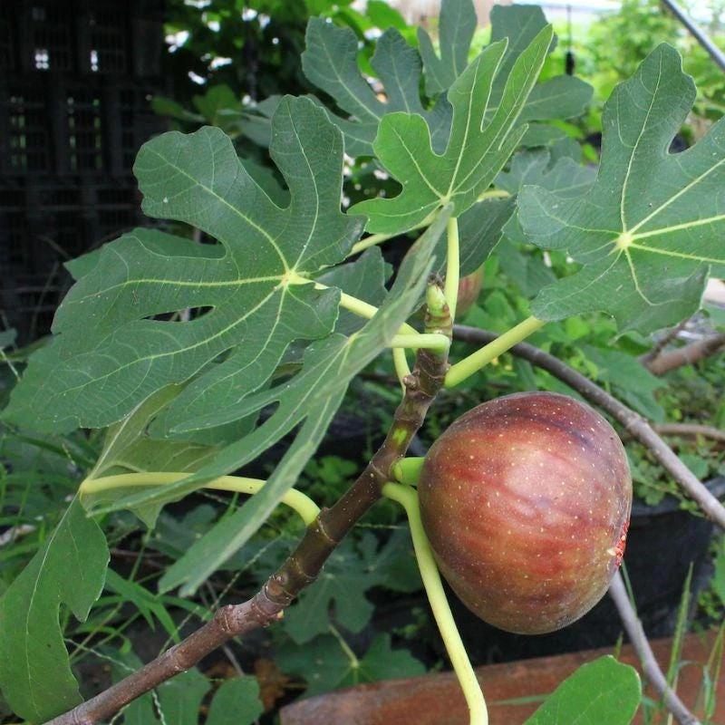 5 Dwarf Beer's Black Fig Tree Starter Plugs - Ficus carica Live Plants - Image 5