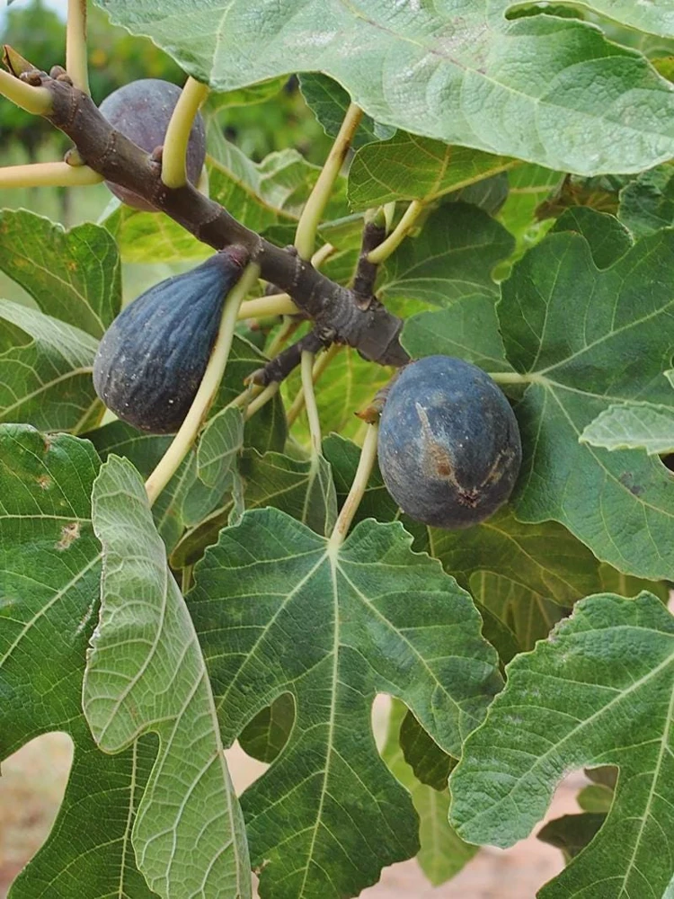 5 Dwarf Beer's Black Fig Tree Starter Plugs - Ficus carica Live Plants - Image 6