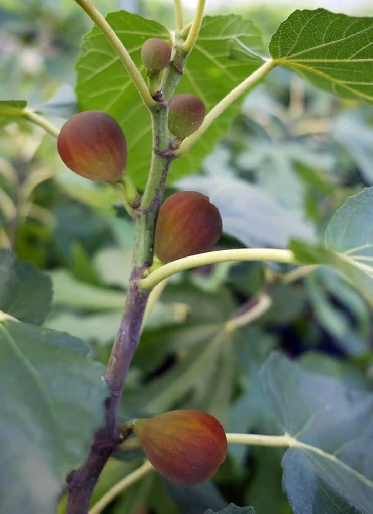 5 Dwarf Beer's Black Fig Tree Starter Plugs - Ficus carica Live Plants - Image 7
