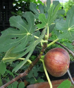 5 Dwarf Beer's Black Fig Tree Starter Plugs - Ficus carica Live Plants - Image 1