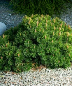 5 Dwarf Mugo Pine (Pinus mugo pumilio) Bare Root Live Plant - Image 4
