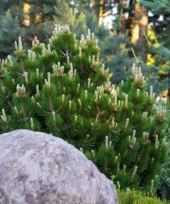 5 Dwarf Mugo Pine (Pinus mugo pumilio) Bare Root Live Plant - Image 6