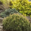 5 Dwarf Mugo Pine (Pinus mugo pumilio) Bare Root Live Plant - Image 1