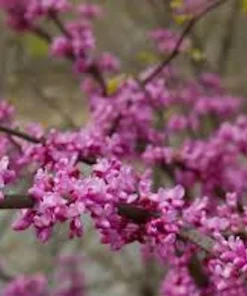 5 Eastern Redbud Tree Live Plant 12-24