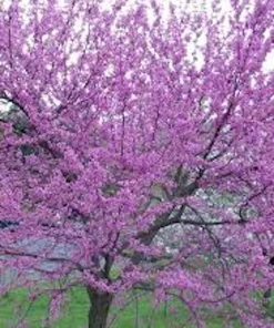 5 Eastern Redbud Tree Live Plant 12-24