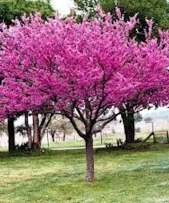 5 Eastern Redbud Tree Live Plant 12-24