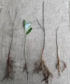 5 Eastern Redbud Tree Live Plant 12-24