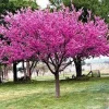 5 Eastern Redbud Tree Live Plant 12-24" Tall - Cercis canadensis Outdoor - Image 1