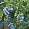 5 Emerald Blueberry Starter Plug - Vaccinium corymbosum Live Plant - Image 1