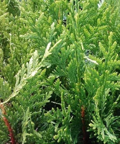 5 Emerald Green Arborvitae Tree Starter Plants - Thuja Privacy Tree Bare Root Evergreen - Image 8