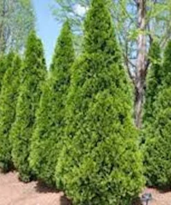 5 Emerald Green Arborvitae Tree Starter Plants - Thuja Privacy Tree Bare Root Evergreen - Image 9