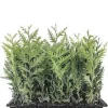 5 Emerald Green Arborvitae Tree Starter Plants - Thuja Privacy Tree Bare Root Evergreen - Image 1