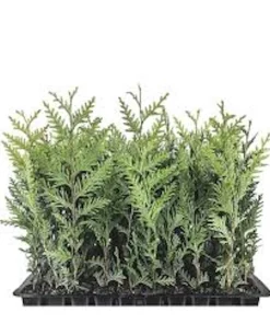 5 Emerald Green Arborvitae Tree Starter Plants - Thuja Privacy Tree Bare Root Evergreen - Image 1