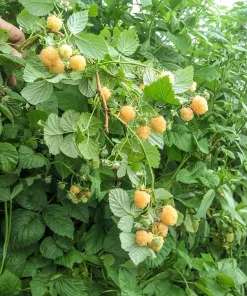 5 Fall Gold Raspberry Plant Starter Plugs - Thornless Live Plant, Everbearing - Image 2